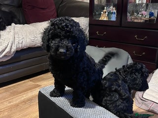 Cockapoo dogs F1b Cockapoo puppies 2 left now 1 girl 1 boy - Advert 1