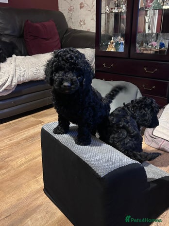 Cockapoo dogs F1b Cockapoo puppies 2 left now 1 girl 1 boy - Advert 1