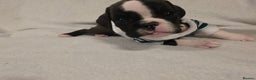 Boxer dogs for sale: Part European quality KC Reg Boxers - Advert 3