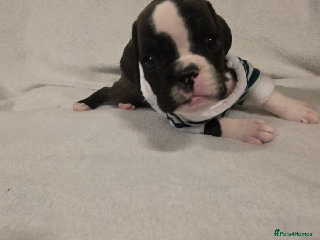 Boxer dogs for sale: Part European quality KC Reg Boxers - Advert 3