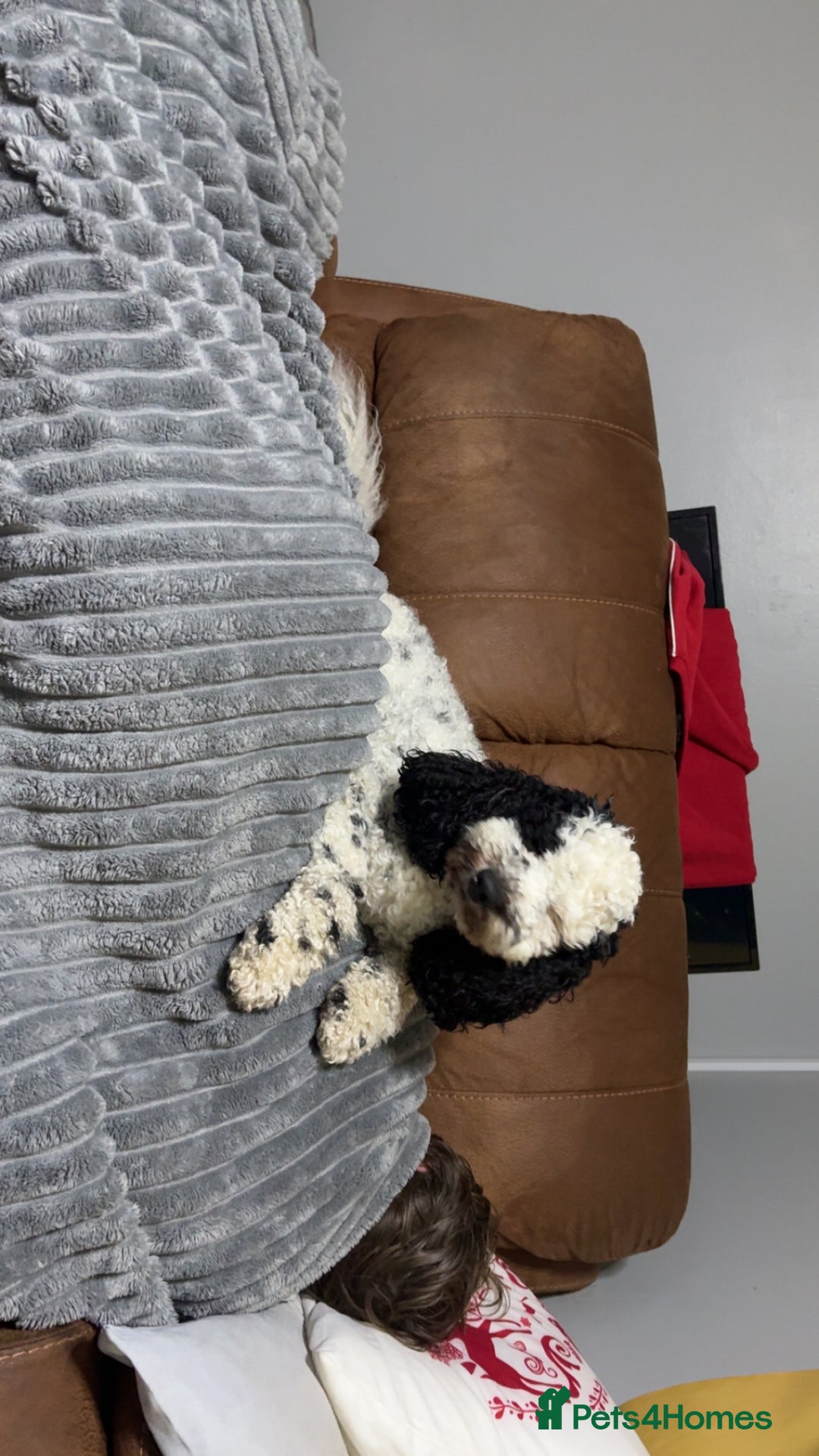 Cockapoo dogs for sale: Milo  - Image 12