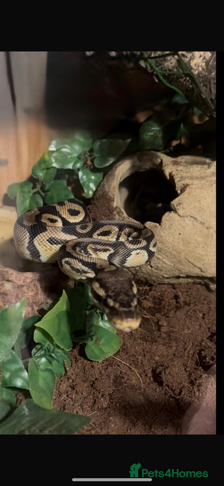 Python Snake reptiles 1 year old ball python  - Advert 2