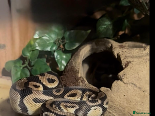 Python Snake reptiles 1 year old ball python - Advert 4