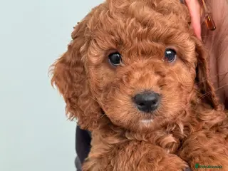 Cockapoo dogs WAITLIST NOW OPEN - Advert 7