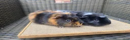 Guinea Pig rodents for sale: Bonded pairs of guinea pigs available now - Advert 3