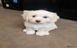 Maltipoo dogs for sale: Unique maltipoo litter 🐶🩷🩵 - Image 10