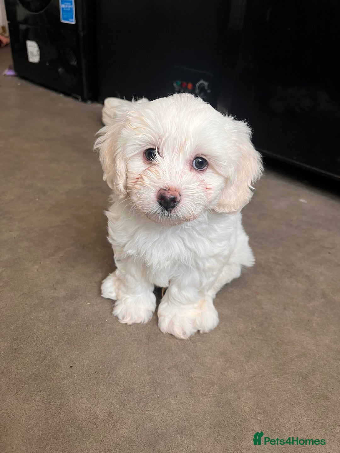 Maltipoo dogs for sale: Unique maltipoo litter 🐶🩷🩵 - Image 10