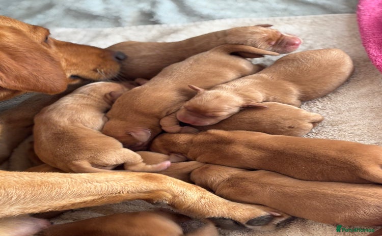 Labrador Retriever dogs - Advert 15