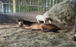 Welsh Section D horses for sale: 3 babies for sale - Image 5