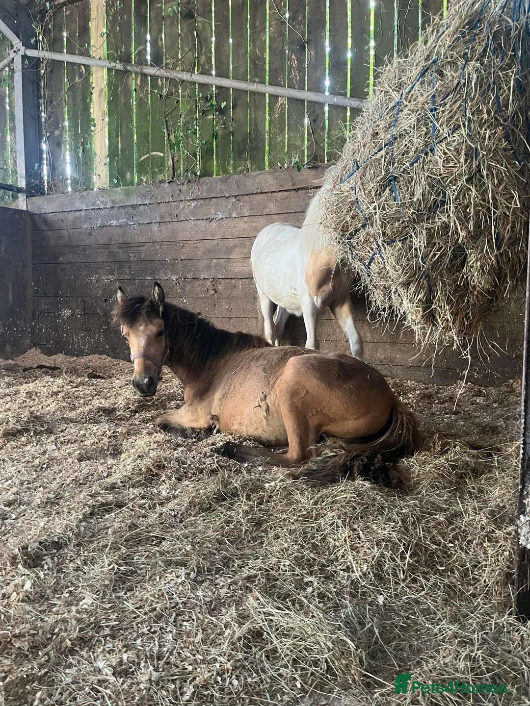 Welsh Section D horses for sale: 3 babies for sale - Image 5