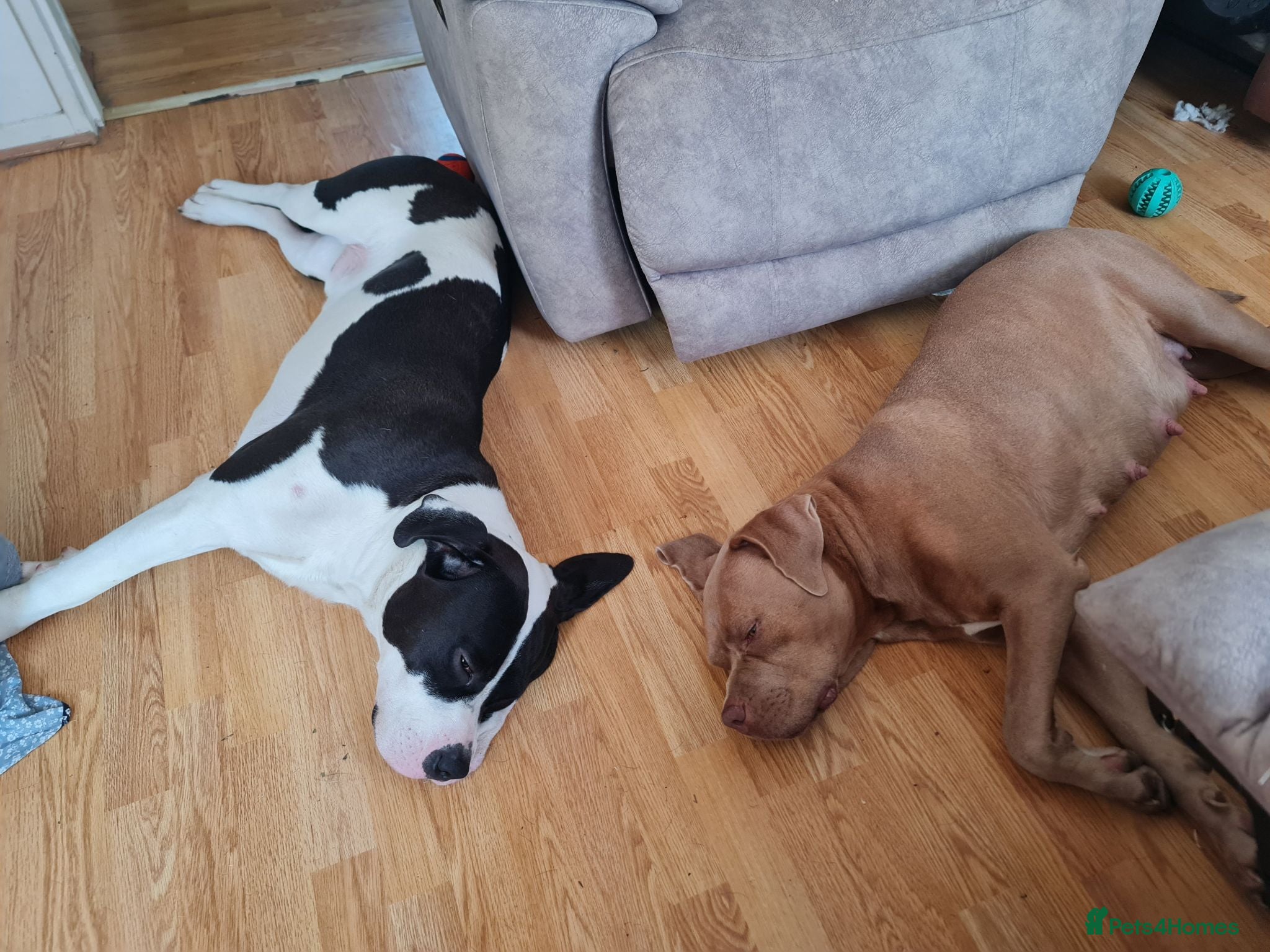 Mixed Breed dogs Staffy/mastiff mix - Advert 2