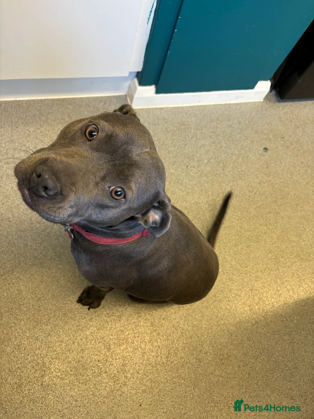 Staffordshire Bull Terrier dogs for sale: Blue staffy girl-1 year old - Advert 4