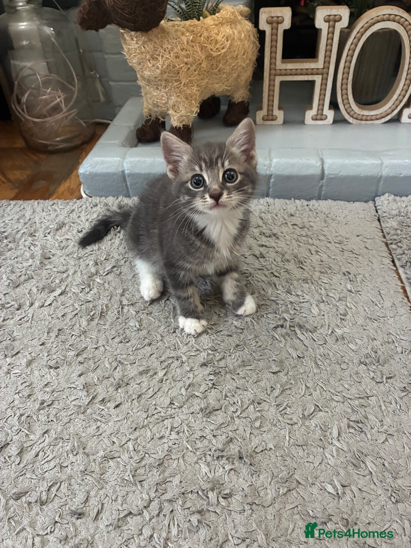 Mixed Breed cats Grey kitten 8 weeks old ready to leave now  - Advert 11