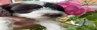 Ren 