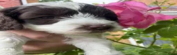 Cockapoo dogs for sale: Beautiful American cockapoo pups F1b - Advert 5