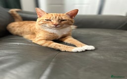 Domestic Shorthair cats for sale: Ginger female  - Image 1