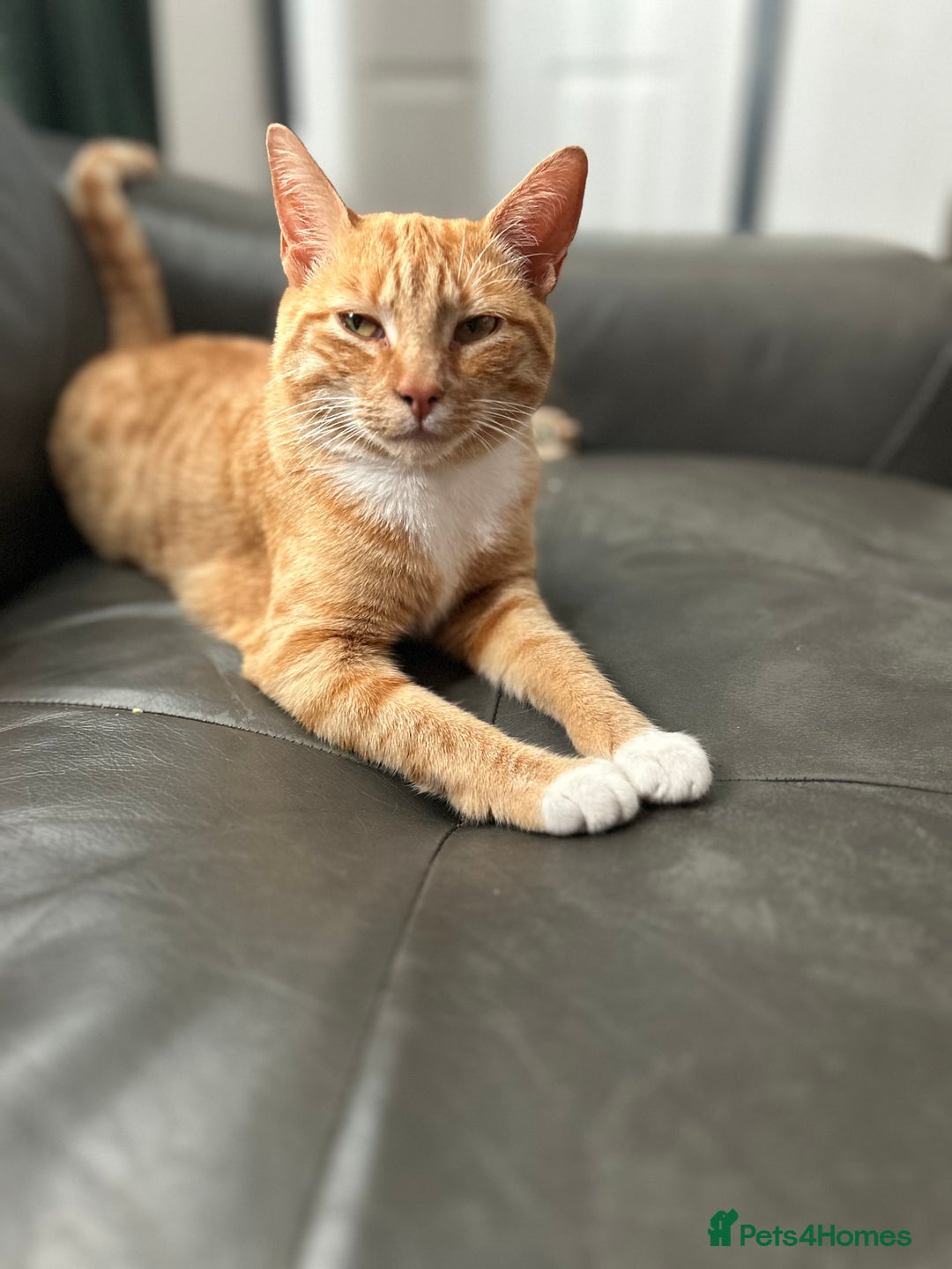 Domestic Shorthair cats for sale: Ginger female  - Image 1