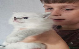 Ragdoll cats for sale: Tica registeeed tabby bicolour ragdolls - Image 14