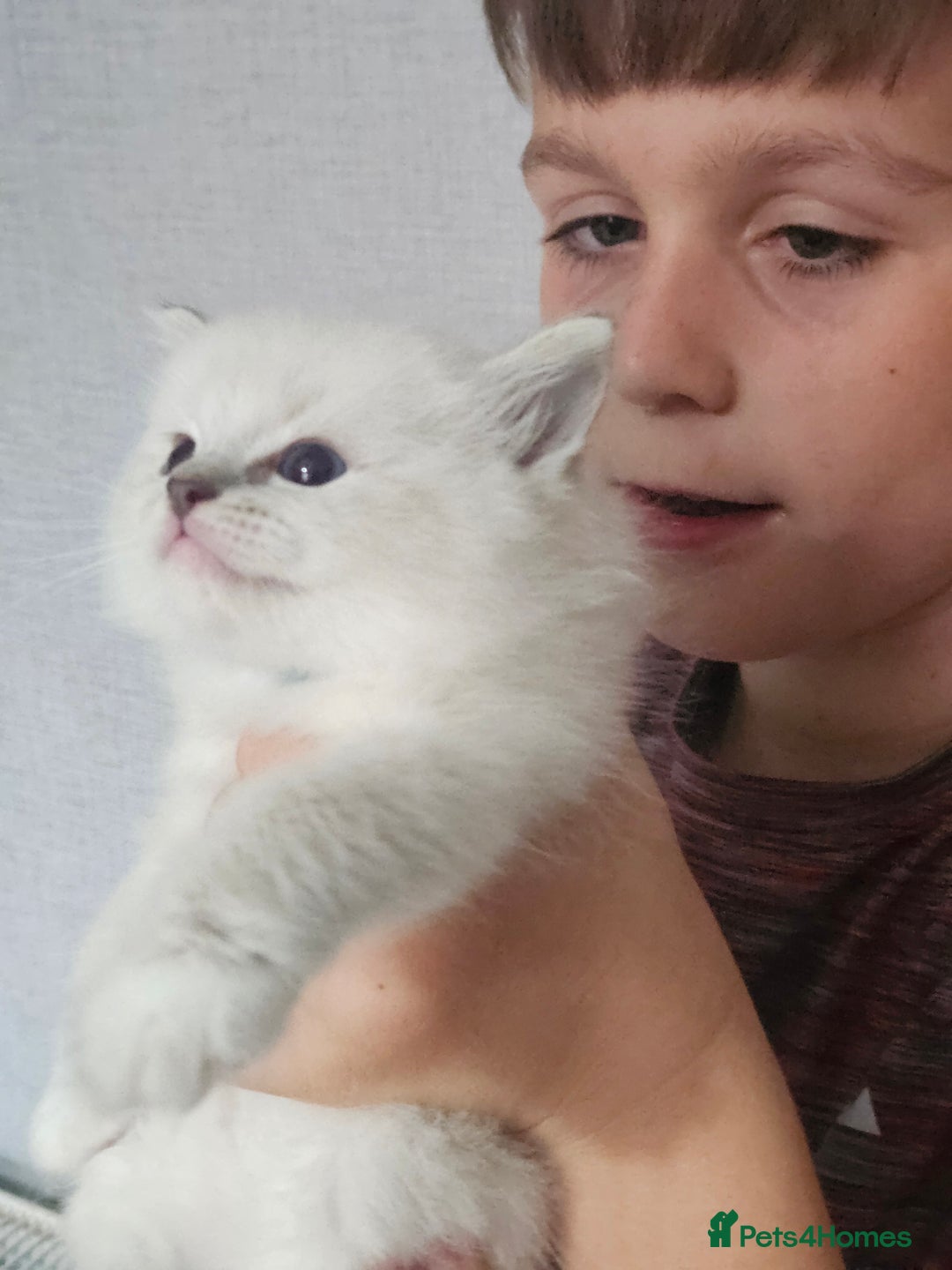 Ragdoll cats for sale: Tica registeeed tabby bicolour ragdolls - Image 14