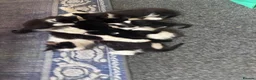 Domestic Shorthair cats for sale: Ms Smith  in Nottingham - Advert 10