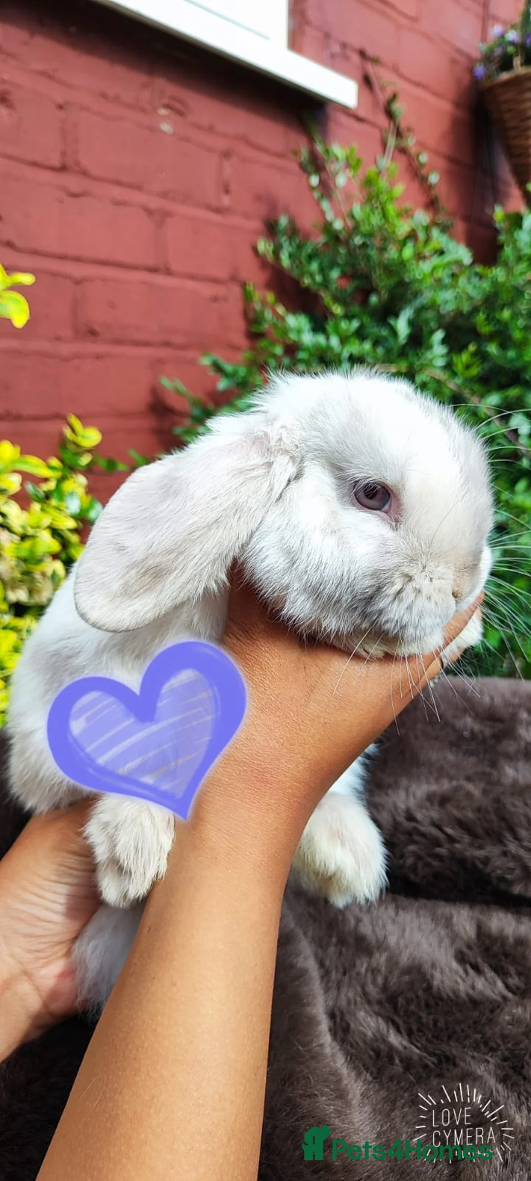 Mini Lop rabbits for sale: Mini lop  - Advert 8