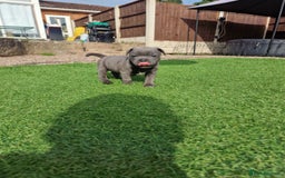 Staffordshire Bull Terrier dogs for sale: 2 female Blue Staffordshire Bull Terrier puppy KC - Image 6