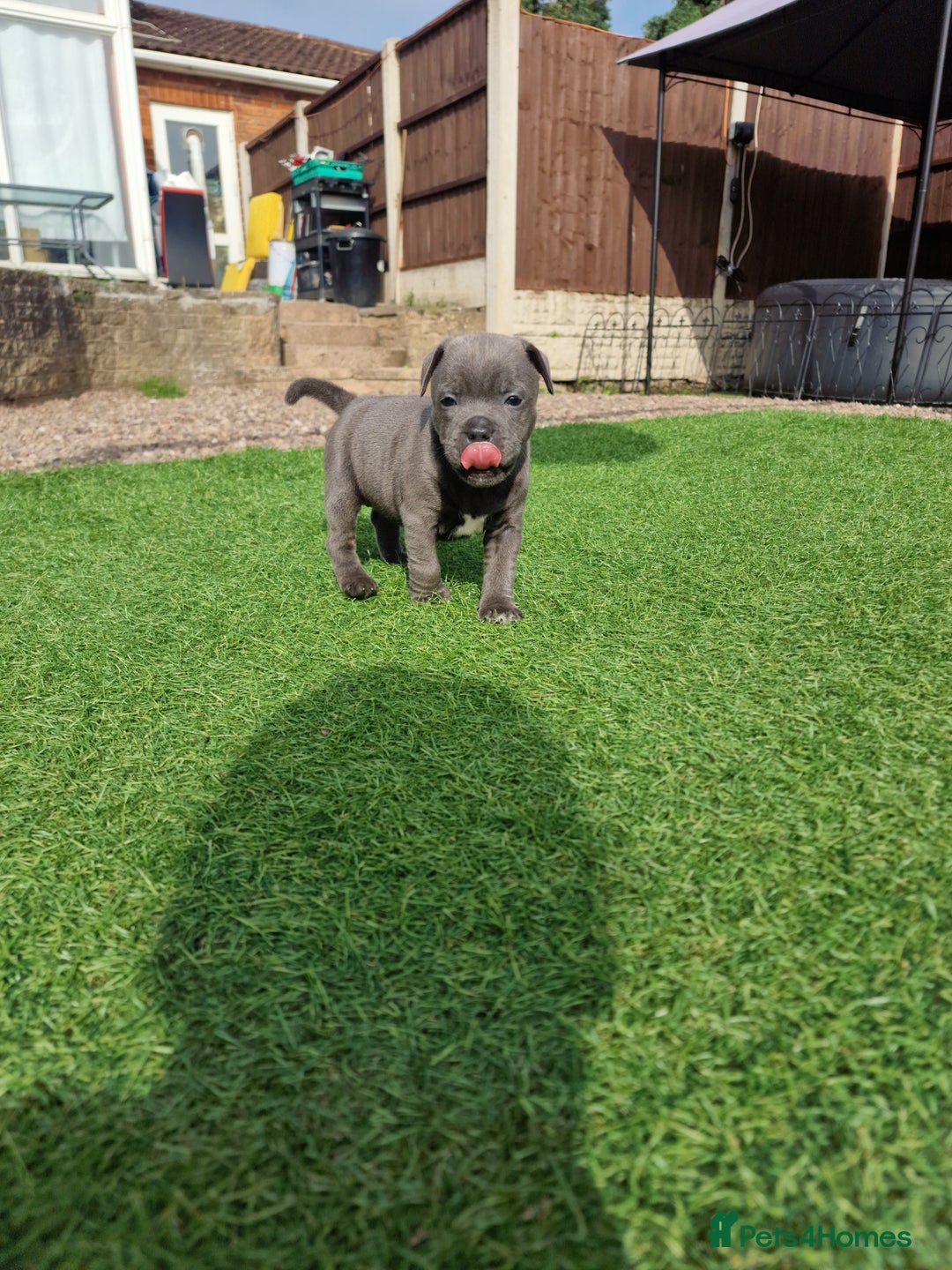 Staffordshire Bull Terrier dogs for sale: 2 female Blue Staffordshire Bull Terrier puppy KC - Image 6