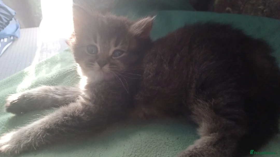 Mixed Breed cats for sale: Three Kittens in Northampton - Advert 2