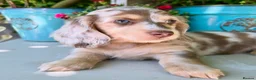 Miniature Dachshund dogs for sale: Chocolate, Cream & Dapple - 5 star Breeder  - Advert 8
