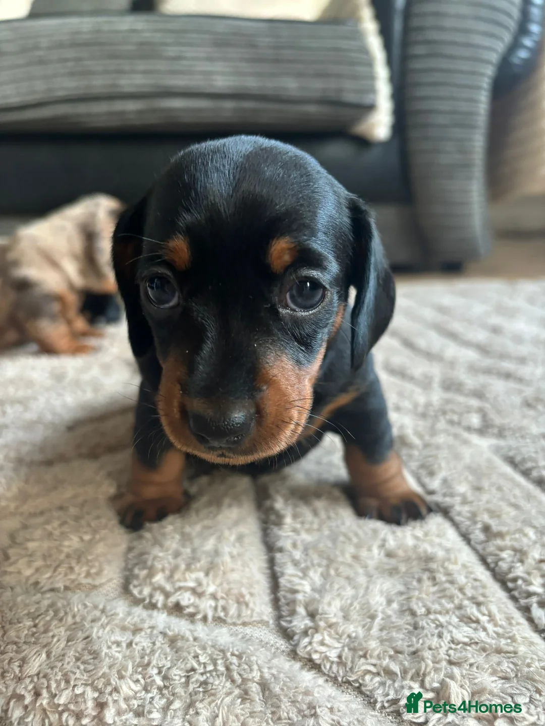 Miniature Dachshund dogs for sale: Miniature Dachshunds  - Advert 25