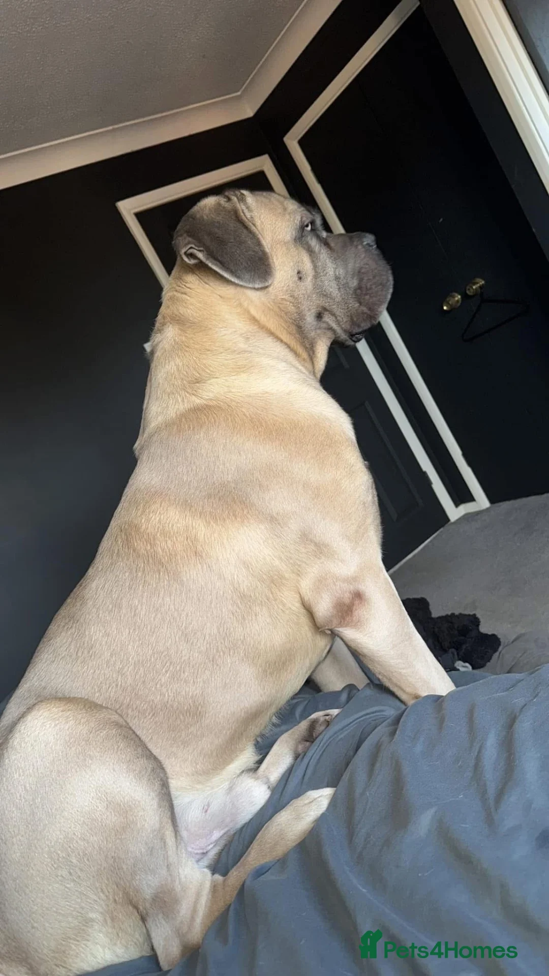 Cane Corso dogs for sale: Beautiful cane corso puppies due soon! RESERVE NOW - Advert 5