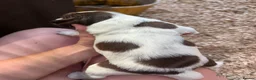 English Springer Spaniel dogs for sale: Three male springer spaniel pups  - Advert 4