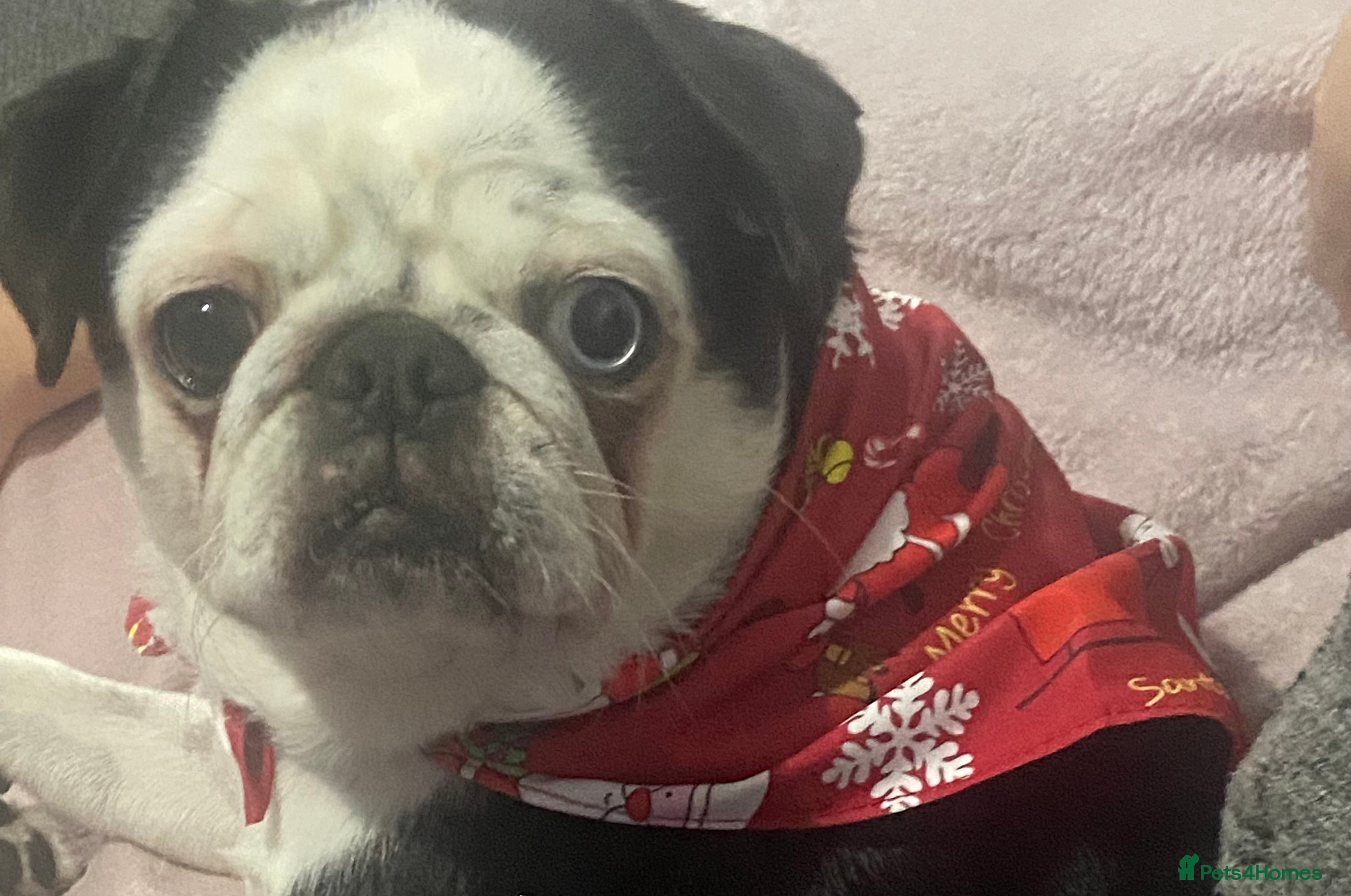 Chug dogs Stunning boy and girl Chug ready on February 7th - Advert 1