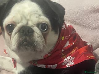 Chug dogs Stunning boy and girl Chug ready on February 7th - Advert 7