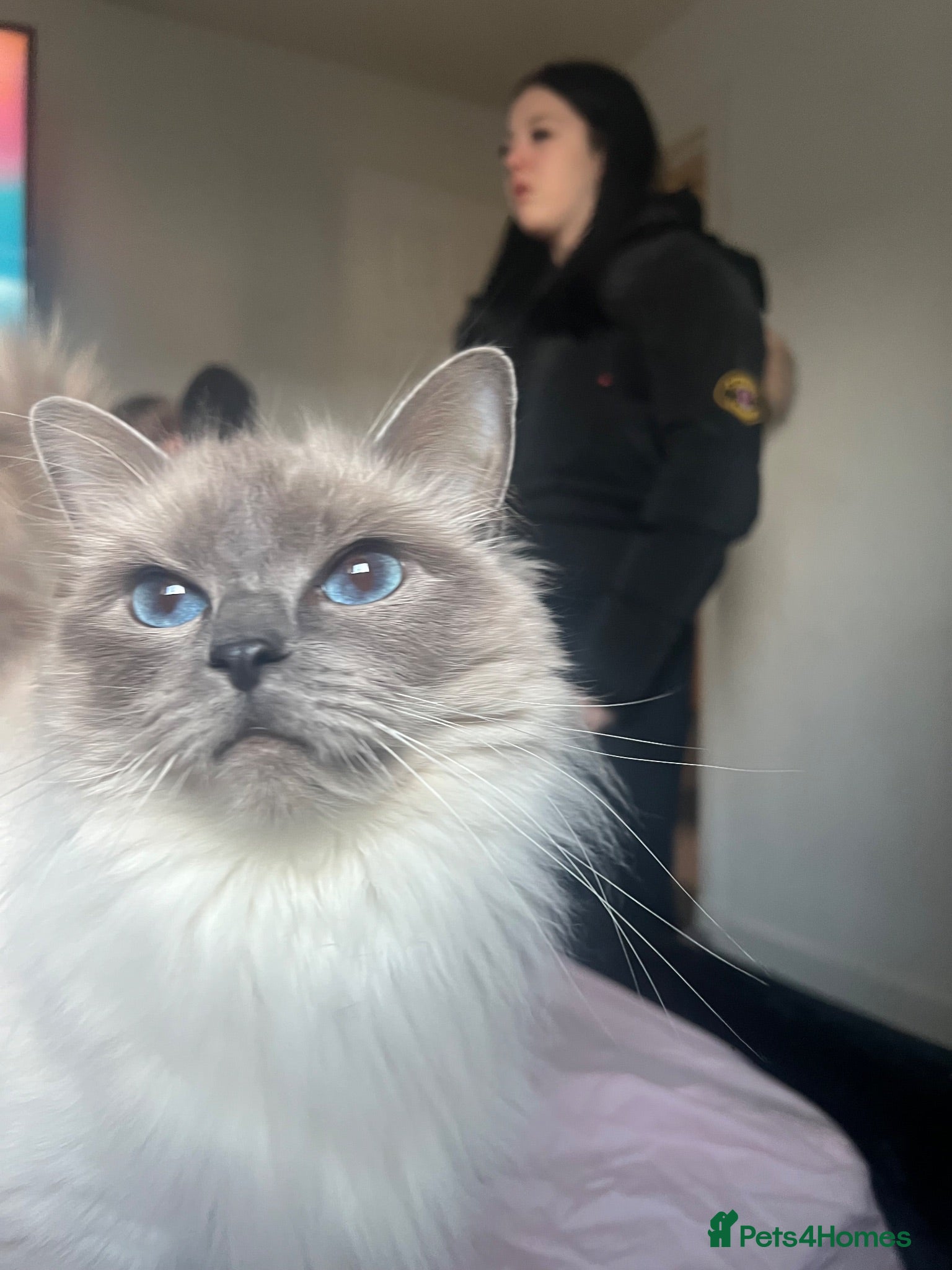 Ragdoll cats Gorgeous ragdoll kittens  - Advert 5