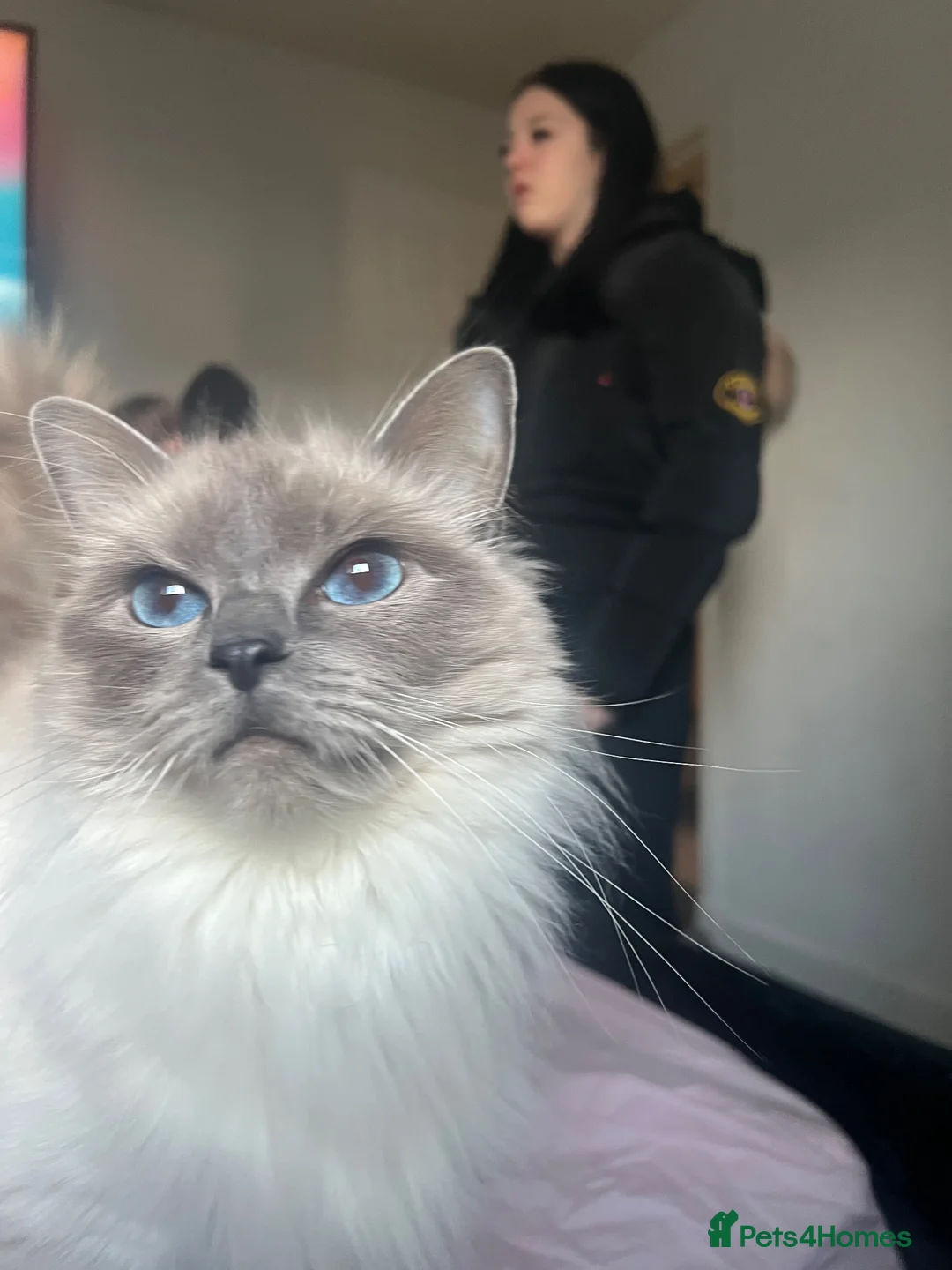 Ragdoll cats for sale: Gorgeous ragdoll kittens  in Livingston - Advert 1