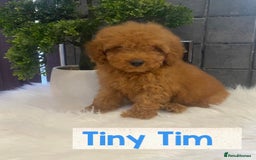 Miniature Poodle dogs for sale: Gorgeous Red Minature Poodles Puppies  - Image 2