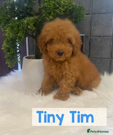 Miniature Poodle dogs - Advert 7
