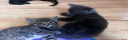 Mixed Breed cats for sale: 5 kittens for rehoming in London - Advert 25