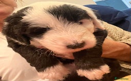 Sheepadoodle dogs for sale: Sheepadoodle Puppies -4 Female, 3 Male - Image 34