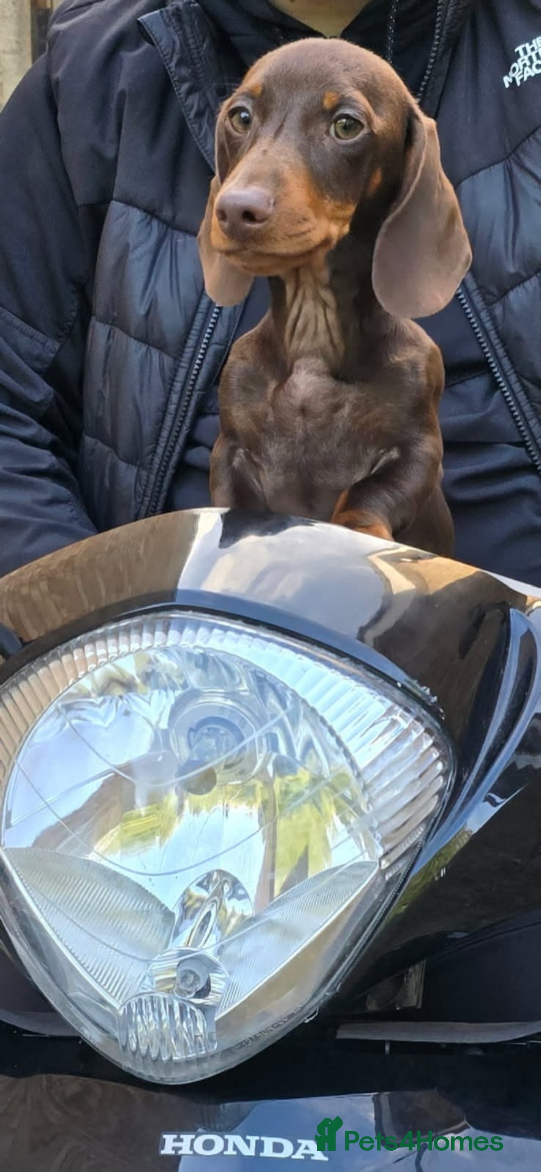 Miniature Dachshund dogs for sale: 🌟Miniature Dachshunds🌟 in Egham - Image 17