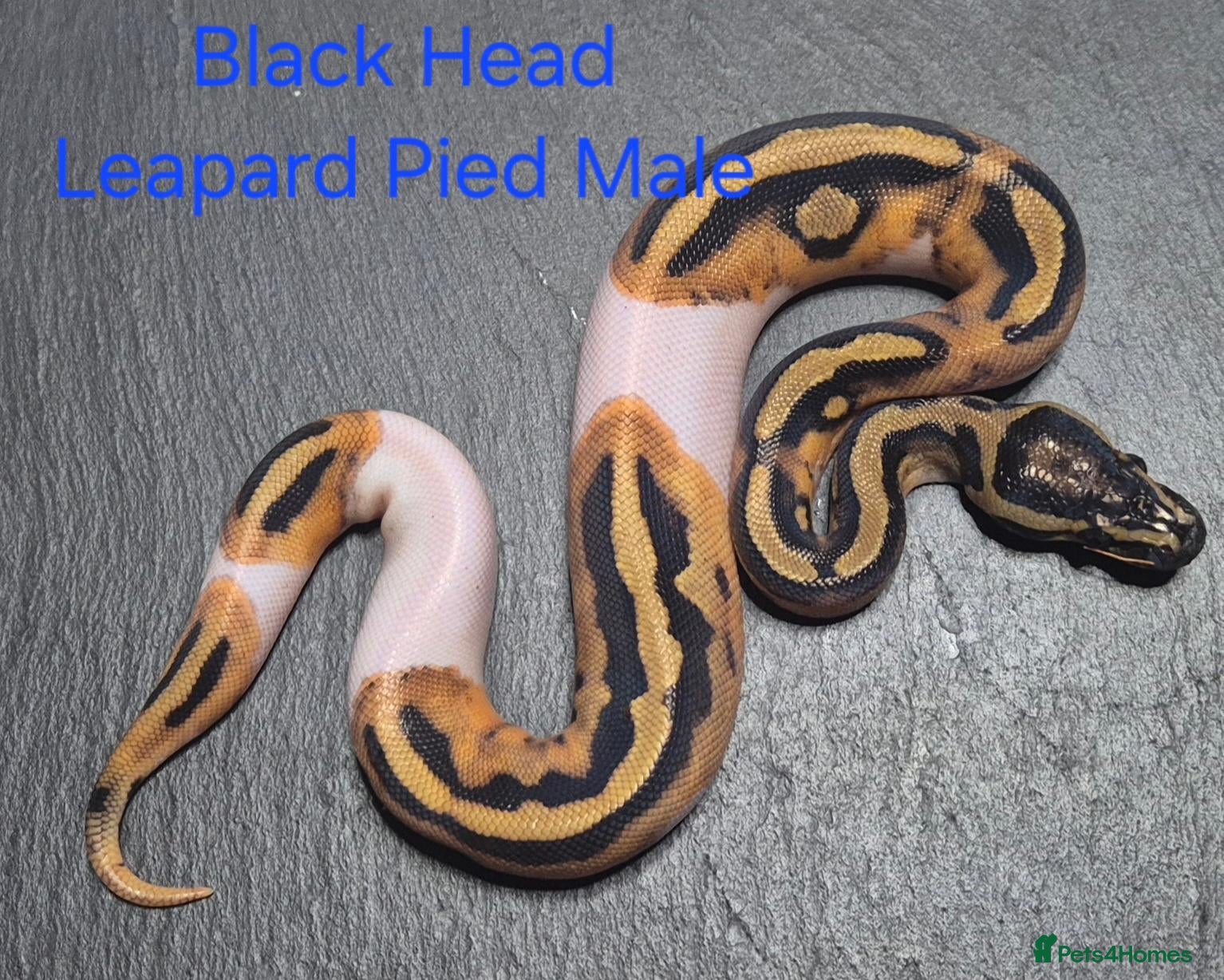 Python Snake reptiles Various Ball Python Hatchlings - Advert 6