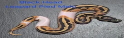 Python Snake reptiles for sale: Various Ball Python Hatchlings - Advert 1