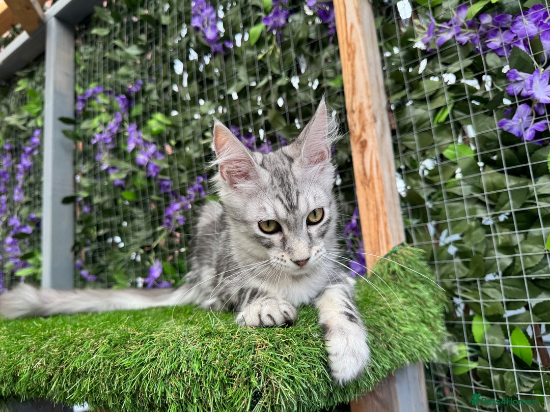Maine Coon cats for sale: Russian bloodline Maine Coon Kittens 20+Gen! 🏆 - Image 26