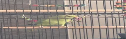 Ringnecks birds for sale: Green Female indian ringeck for sale - Advert 5