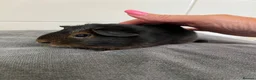 Guinea Pig rodents for sale: 3 Baby Guinea pigs for sale ready now  - Advert 2