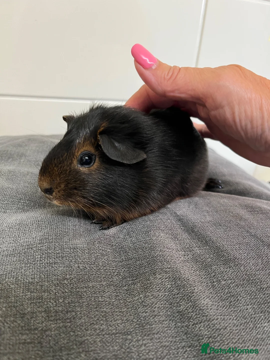 Guinea Pig rodents for sale: 3 Baby Guinea pigs for sale ready now  - Advert 2