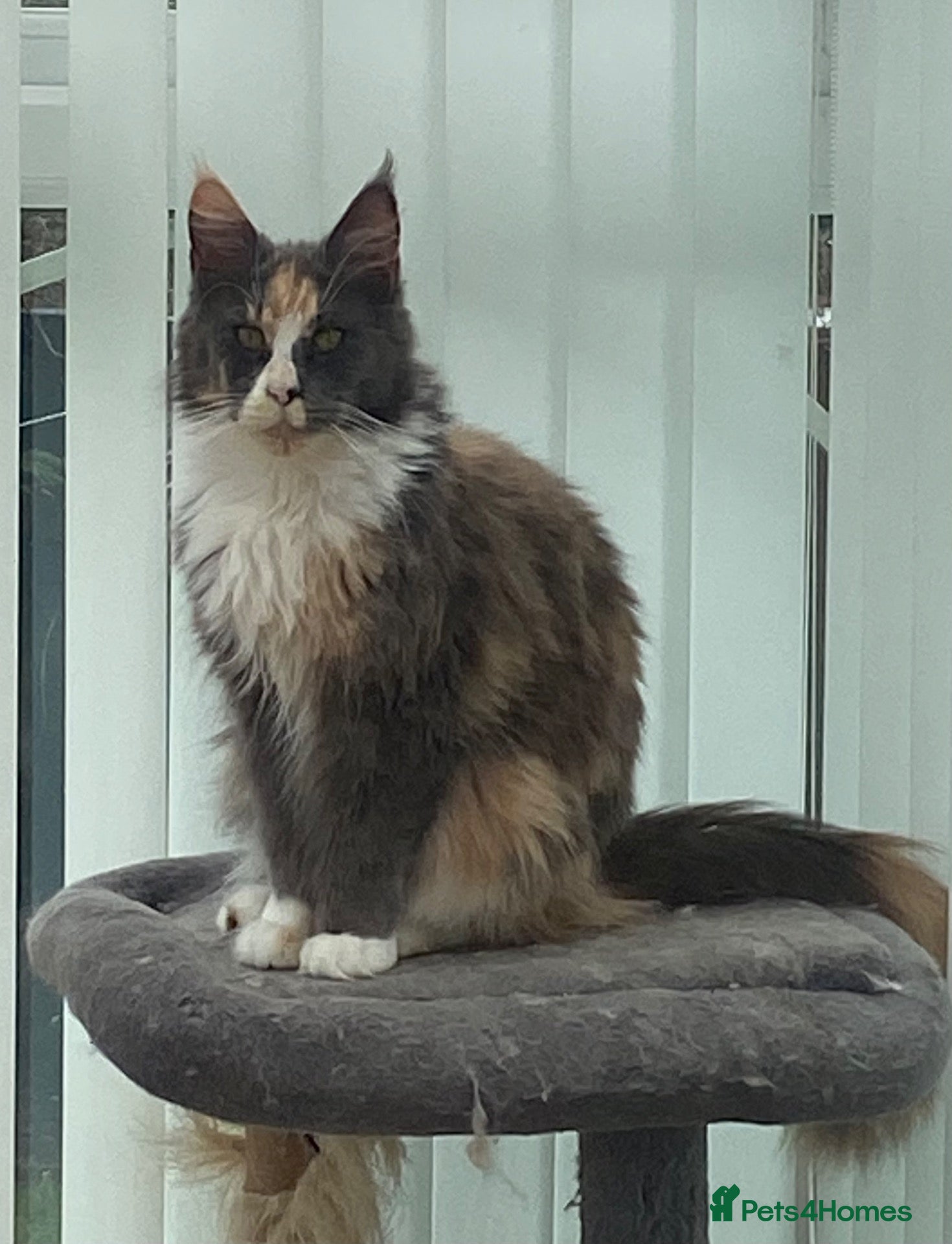 Maine Coon cats Mainecoon Queen  - Advert 6