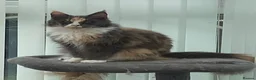 Maine Coon cats for sale: Mainecoon Queen  - Advert 1