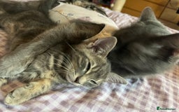 Bengal cats for sale: Gemini grey beauties - Image 29